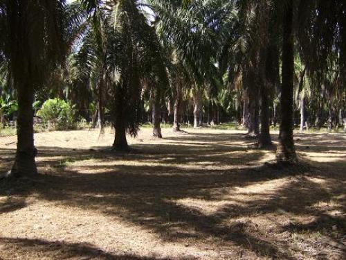 A 25 MINUTOS DESPUES DE JACO Y 25 MINUTOS ANTES DE QUEPOS 2000 MTS2