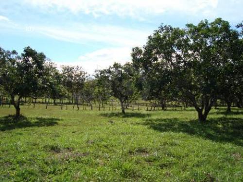 ¡ATENCIÓN DE OPORTUNIDAD QUINTAS EN LAGUNILLAS-JACÓ A ¢7 500 000!