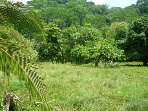 $125.000 FOR 50 ACRES WATER FRONTAGE, GOLFITO