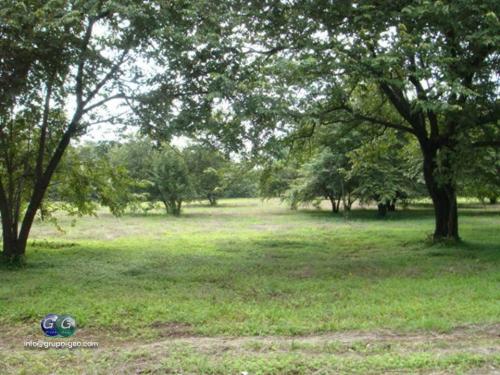 SE VENDEN LOTES EN VILLARREAL, TAMARINDO.