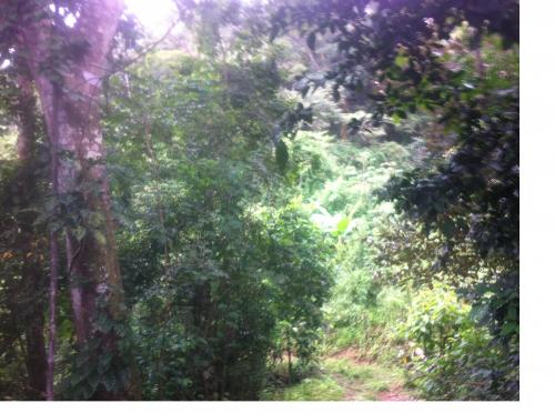 ESPARZA, PUNTARENAS, MACACONA 38400 M2 MONTAÑA. 
