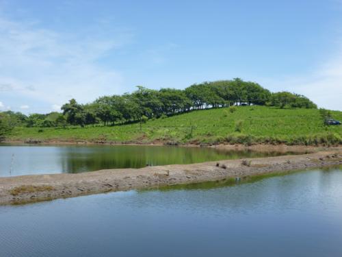 SE VENDE FINCA PRODUCTIVA EN JICARAL, PUNTARENAS.