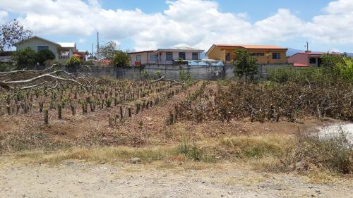 Hermoso lote en san pedro de santa barbara