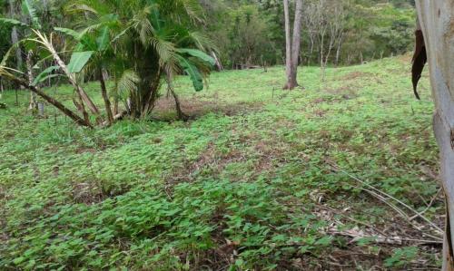 Vendo Preciosa Finca en Mora, Ciudad Colón.