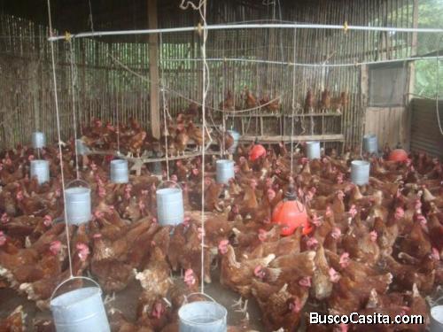 RAH OFC  #20-621  Fabulosa Finca productora de Huevos en venta. Limón 