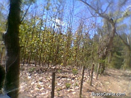 SE VENDE TERRENO EN MANSION DE NICOYA……a 200 metros de la Pavimentada.