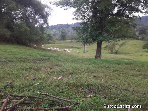 Vendo finca ganadera en Limón. 50 hectáreas.