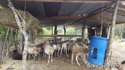 SE VENDE PRECIOSA FINCA 