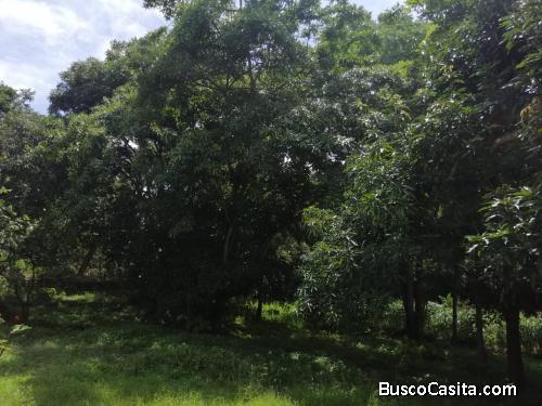 V#235 Grandiosa Quinta en Venta Atenas
