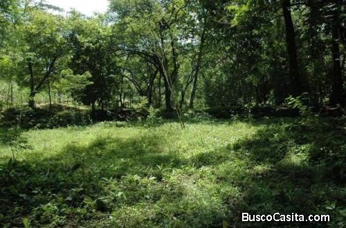 V#370 FINCA EN VENTA CON ÁRBOLES DE TECA