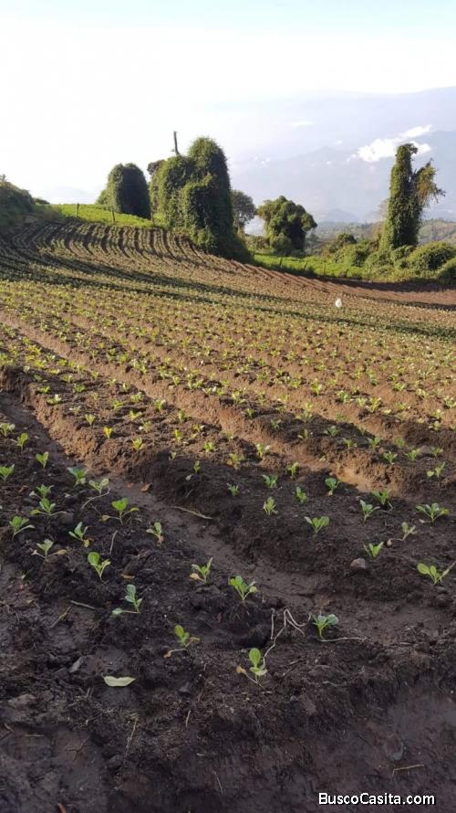 SE VENDE FINCA AGRICOLA EN SAN RAFAEL COSTA RICA