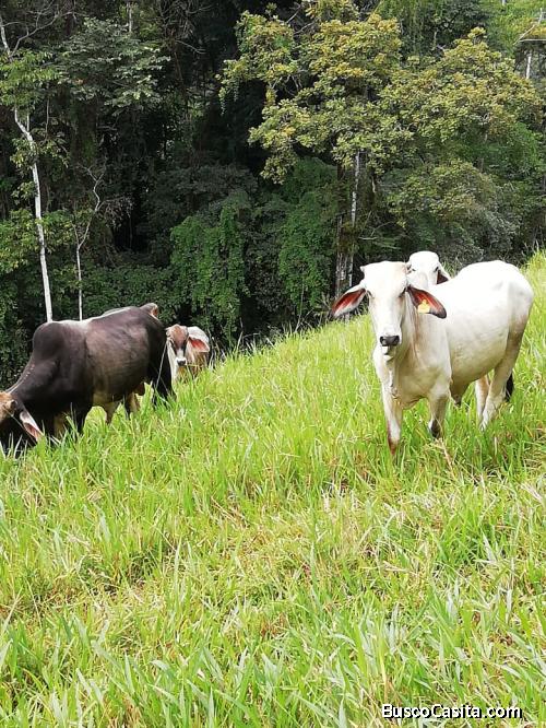 VENTA DE FINCA VALLE LA ESTRELLA BOCUARE 229 HECTÁREAS 