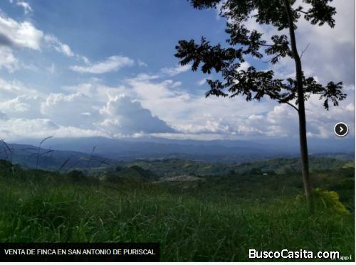 VENTA DE FINCA EN SAN ANTONIO DE PURISCAL