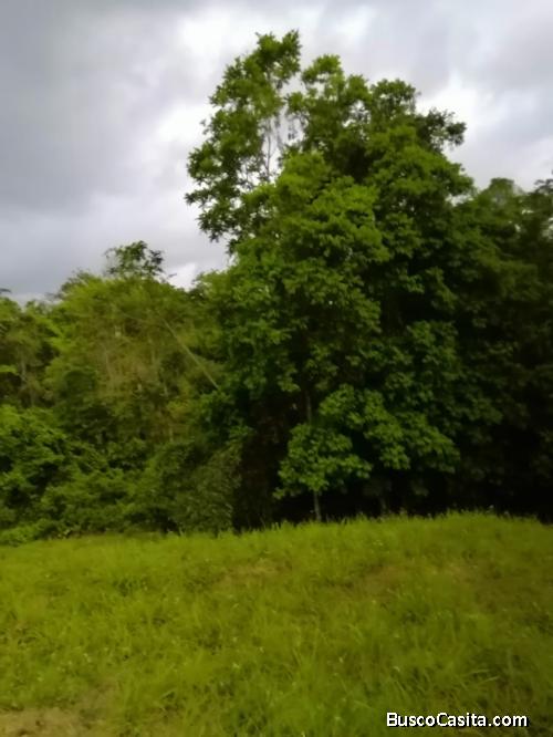 Finca para ganado Farm for cattle