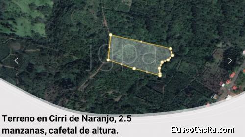 Cafetal en Cirri de Naranjo 