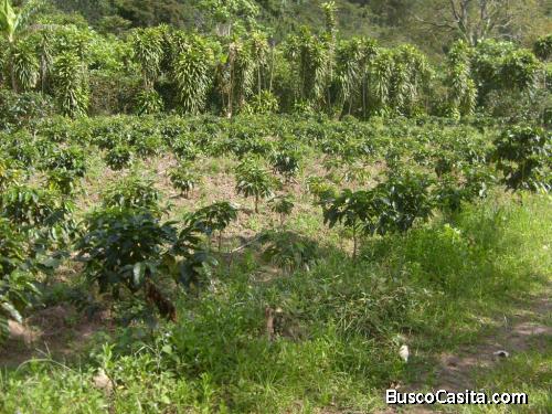 Vendo yo cambio Finca en San Ramón