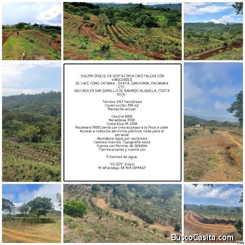 EN VENTA FINCA CAFETALERA SAN JUANILLO COSTA RICA