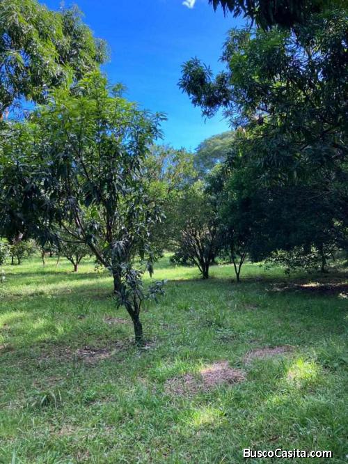 SE VENDE ESPECTACULAR FINCA EN ATENAS, ALAJUELA.