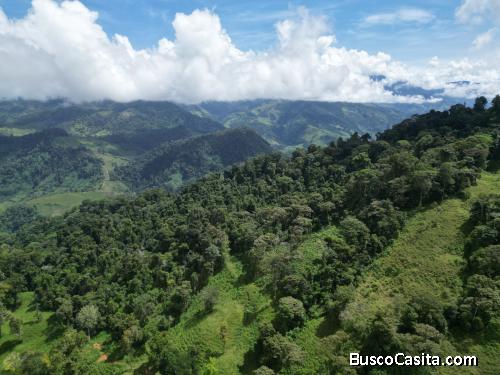 LAND 50 HECTARES  FINCA 50 HECTAREAS