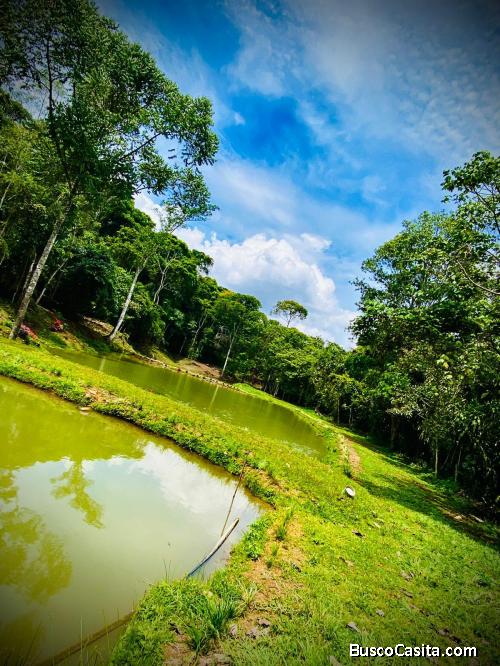 LAND FOR SALE THE TILAPIA PONDS HOUSES 14 HECT