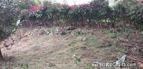 BELLÍSIMA FINCA EN BARROETA, ATENAS.