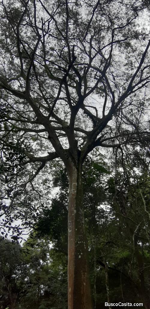 ESPECTACULAR FINCA EN ATENAS, ALAJUELA. 