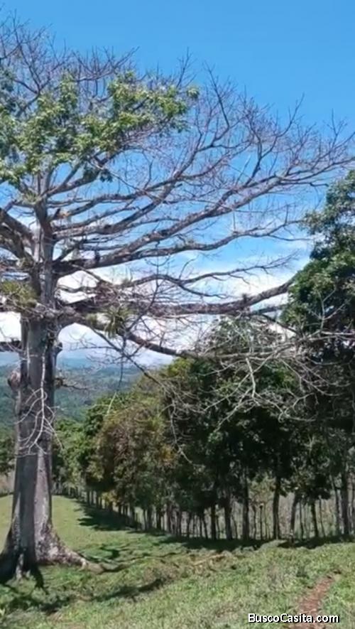 PRECIOSA FINCA EN LAS BRISAS DE SAN VITO. 