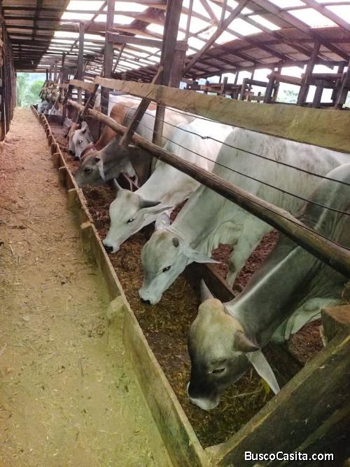 OPORTUNIDAD ÚNICA FINCA EN BUENOS AIRES DE PUNTARENAS. 