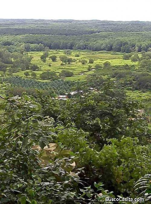 EXCLUSIVA OPORTUNIDAD DE INVERSIÓN: FINCA DE 63 HECTÁREAS EN OSA, CIUDAD CORTÉS, PUNTARENAS, COSTA R