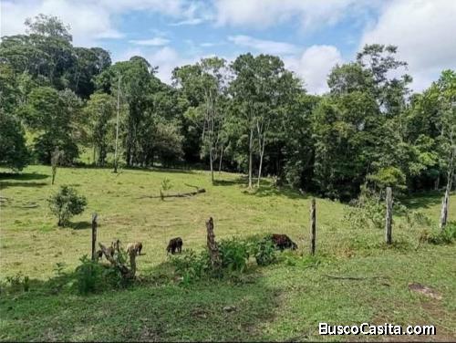ESPECTACULAR FINCA EN CUTRIS DE SAN CARLOS. 
