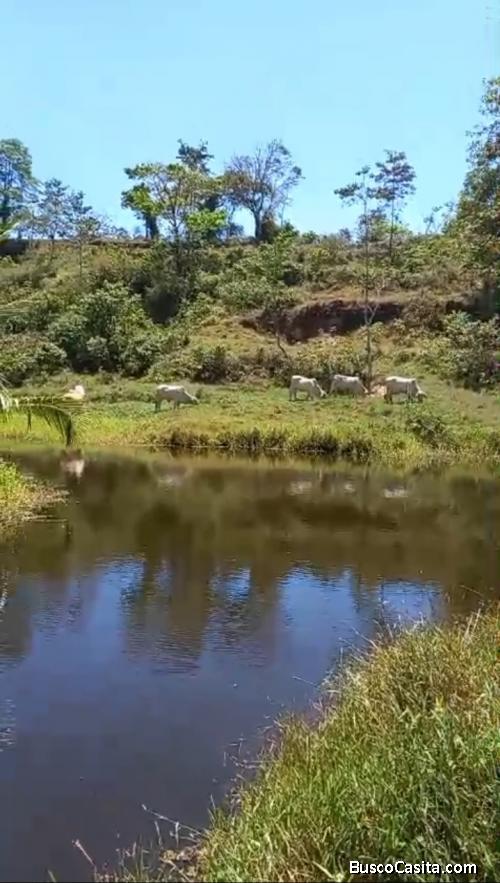 DE OPORTUNIDAD BELLA Y ÚTIL FINCA EN LAS ARMENIAS DE UPALA. 
