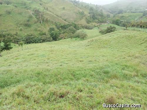 SE VENDE BELLA FINCA EN ZARCERO DE ALAJUELA. 