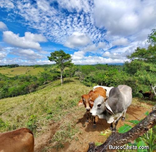 SE VENDE BELLA FINCA Y CABAÑA EN SABALITO COTO BRUS. 