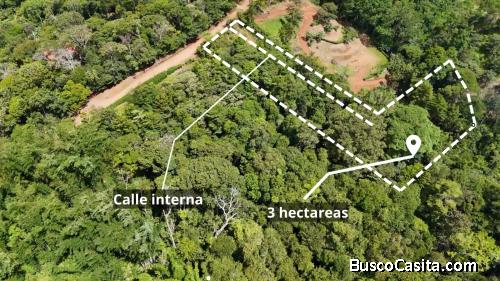 3 HECTÁREAS EN PEDREGOCITO — NATURALEZA Y PRIVACIDAD
