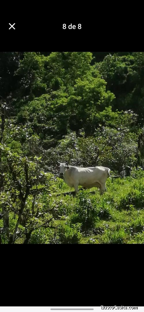 la venta Propiedad en San Vito Coto Brus