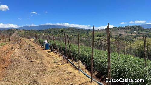 Venta de Lote de Terreno en Grecia, Alajuela  Mls. 24-121 OFC JB