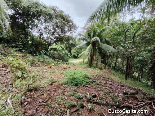 PROPIEDAD DE 3,520 M² EN VENTA – NATURALEZA, FAUNA Y SERVICIOS DISPONIBLES