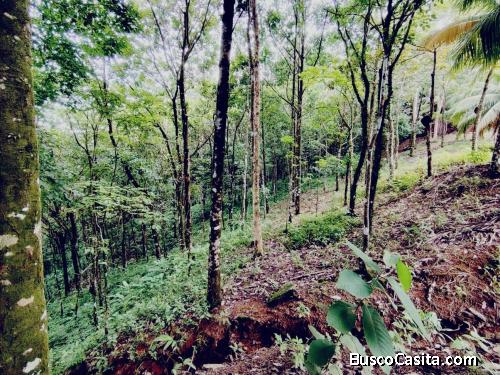 SE VENDE: 36,104 M² EN CORONADO DE OSA | TERRENO CON BOSQUE, QUEBRADA Y A MINUTOS DE PLAYAS Y SERVIC
