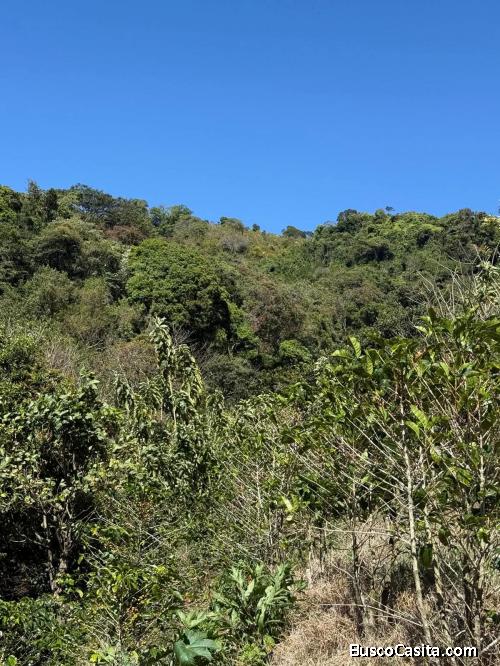 SE VENDE FINCA DE CAFÉ DE ALTURA. 