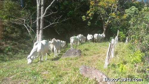 ÚTIL FINCA GANADERA EN SAN RAMÓN DE ALAJUELA. 