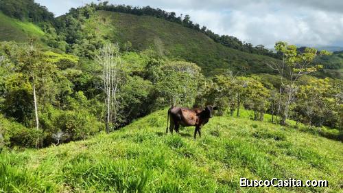 SE VENDE FINCA CON AGUA PROPIA Y VISTAS ESPECTACULARES DE INVERSION