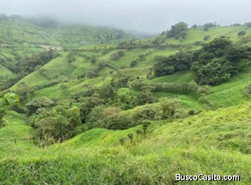 SE VENDE ÚTIL FINCA LECHERA EN SAN RAMÓN.