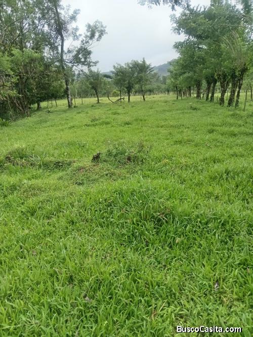 SE VENDE BELLA FINCA EN LA MILPA DE UPALA M