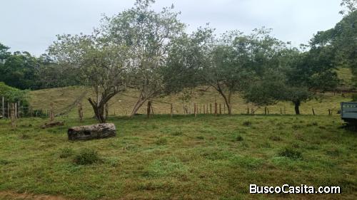 SE VENDE ÚTIL FINCA EN CUTRIS DE SAN CARLOS.