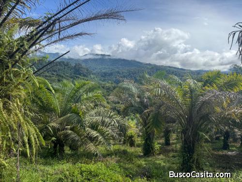 SE VENDE BELLA FINCA EN RÍO CLARO DE GOLFITO. 