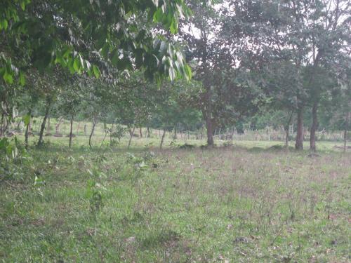 SE VENDE LOTE DE TERRENO FINCA 7 HECTAREAS EN CHIRIQUI // 161,000.