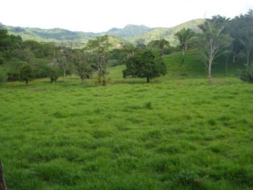 VENDO FINCA GANADERA  DE   753 HECTAREAS  DEE TERRENO  EN  COLON 