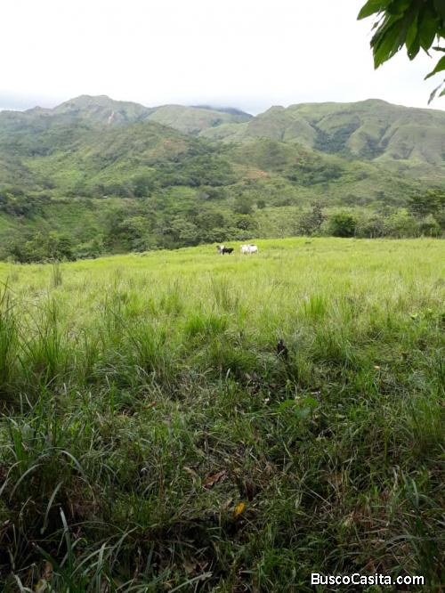25 hectareas ganaderas 