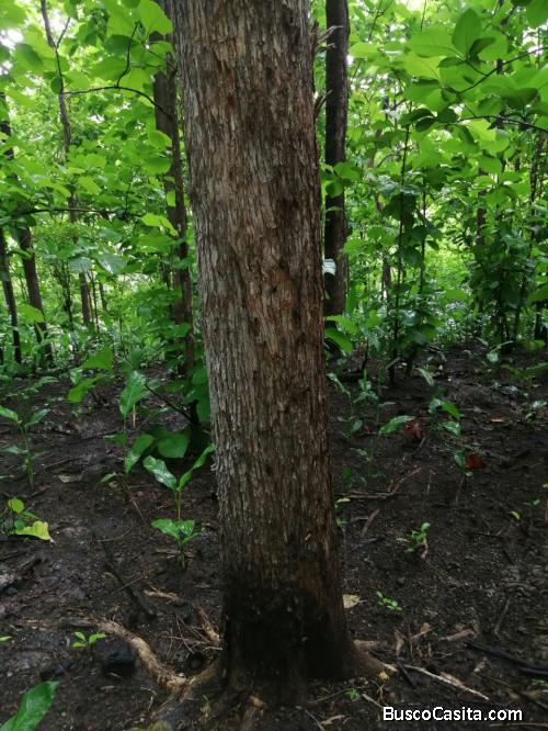 Se venden fincas para la ganadería lechería y cultivo 