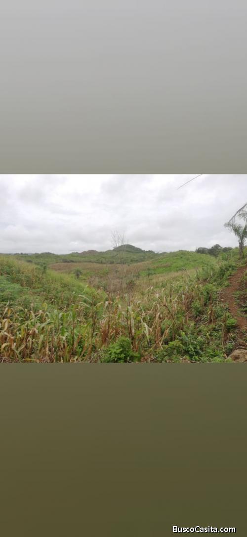 Se alquila finca en los planes de atalaya en veraguas interesados llamar al 69323014
